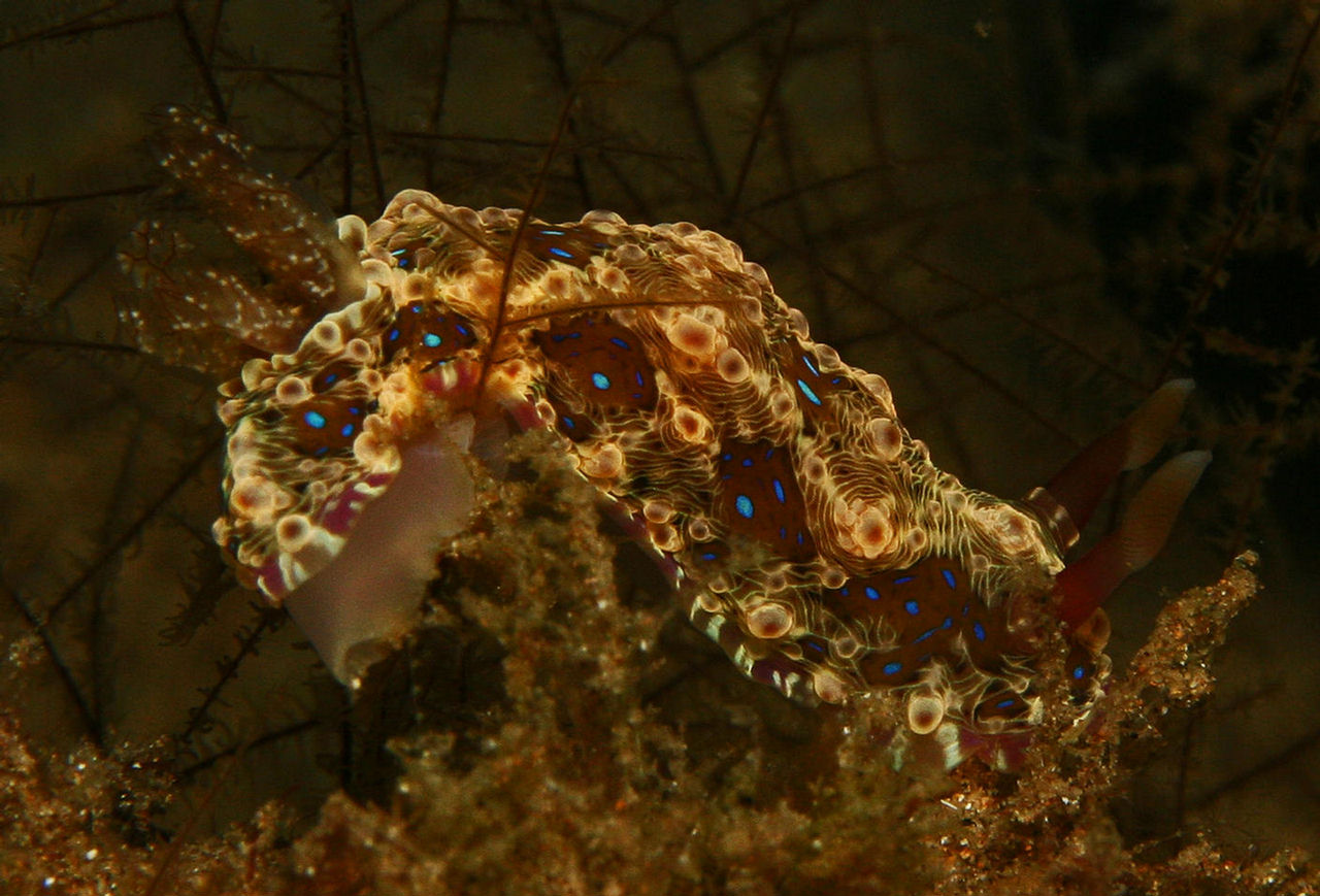 Dendrodoris denisoni